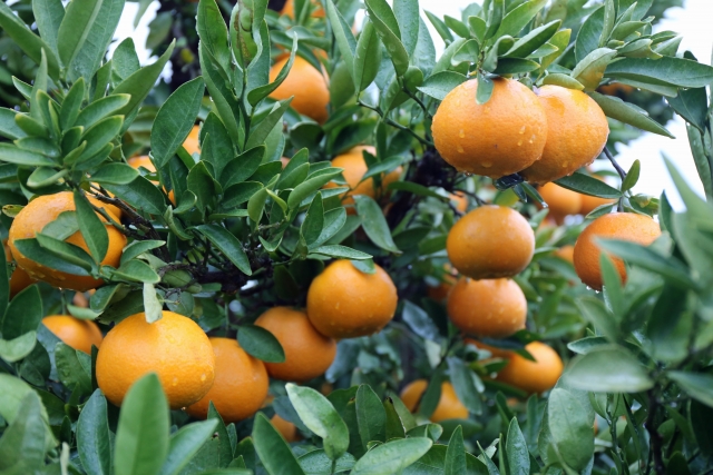 松江市のお庭リフォーム(果樹)