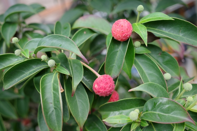 松江市のお庭リフォーム(植栽)