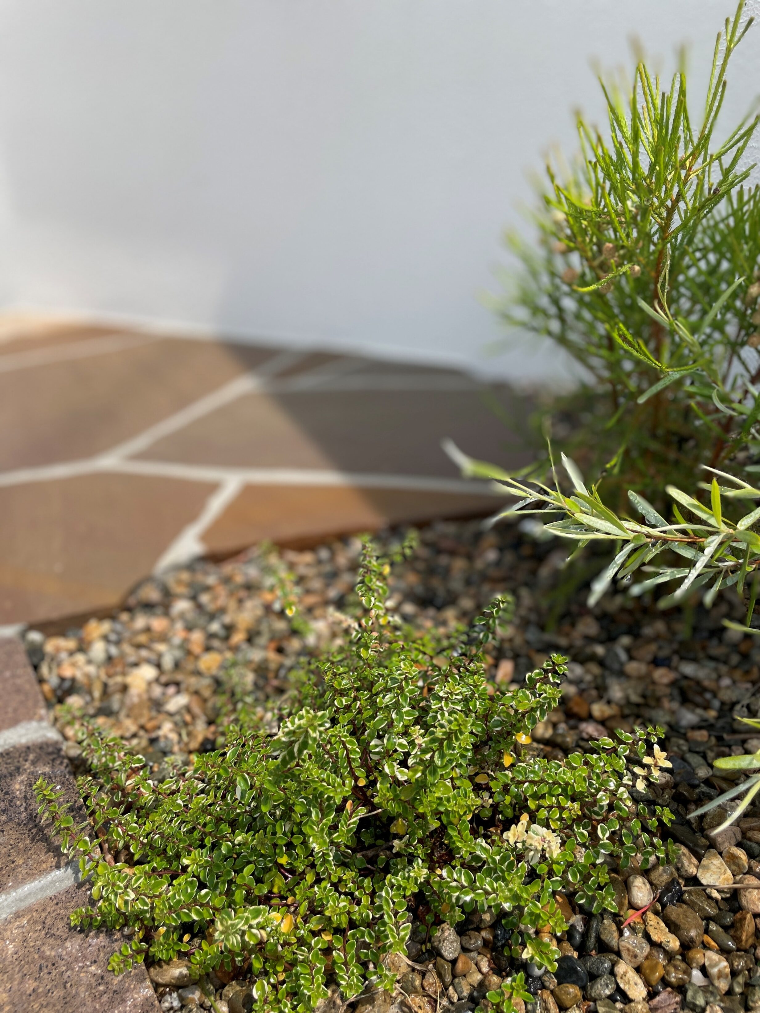 安来市 外構リフォーム 門壁横に植えられた植栽の写真