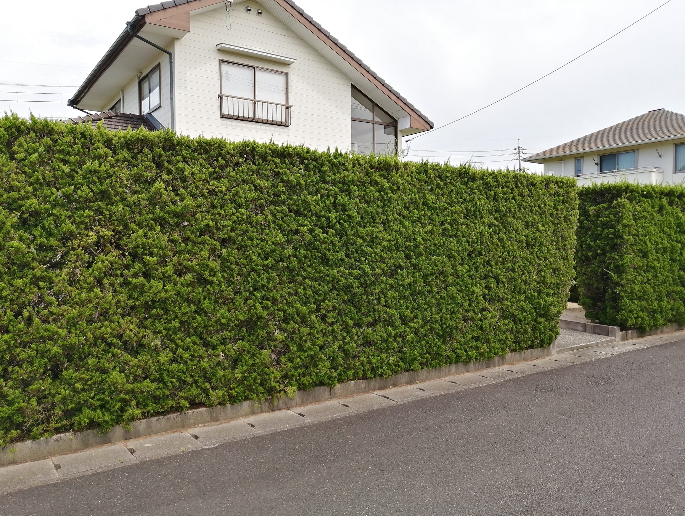 安来市 門まわり改修工事 施工前の生垣と門周りの様子